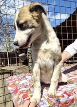 CARA, Hund, Mischlingshund in Rumänien - Bild 7