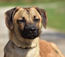 BUFFY, Hund, Mischlingshund in Slowakische Republik - Bild 1