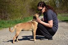 BUFFY, Hund, Mischlingshund in Slowakische Republik - Bild 10
