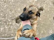 BUFFY, Hund, Mischlingshund in Slowakische Republik - Bild 11