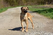BUFFY, Hund, Mischlingshund in Slowakische Republik - Bild 3