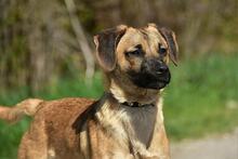 BUFFY, Hund, Mischlingshund in Slowakische Republik - Bild 4