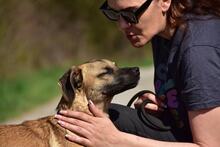 BUFFY, Hund, Mischlingshund in Slowakische Republik - Bild 6