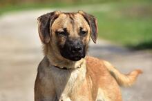 BUFFY, Hund, Mischlingshund in Slowakische Republik - Bild 7