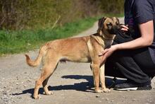 BUFFY, Hund, Mischlingshund in Slowakische Republik - Bild 8