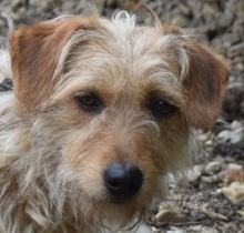 CAMILA, Hund, Terrier-Mix in Ungarn - Bild 1