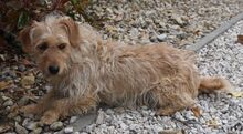 CAMILA, Hund, Terrier-Mix in Ungarn - Bild 2