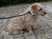 CAMILA, Hund, Terrier-Mix in Ungarn - Bild 3