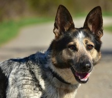 DAJANA, Hund, Mischlingshund in Slowakische Republik - Bild 1