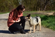 DAJANA, Hund, Mischlingshund in Slowakische Republik - Bild 10