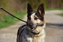 DAJANA, Hund, Mischlingshund in Slowakische Republik - Bild 12