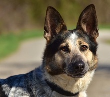 DAJANA, Hund, Mischlingshund in Slowakische Republik - Bild 13