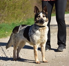 DAJANA, Hund, Mischlingshund in Slowakische Republik - Bild 14