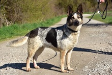 DAJANA, Hund, Mischlingshund in Slowakische Republik - Bild 15