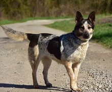 DAJANA, Hund, Mischlingshund in Slowakische Republik - Bild 2