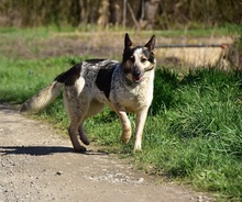 DAJANA, Hund, Mischlingshund in Slowakische Republik - Bild 3