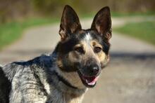 DAJANA, Hund, Mischlingshund in Slowakische Republik - Bild 4
