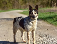 DAJANA, Hund, Mischlingshund in Slowakische Republik - Bild 5