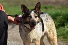 DAJANA, Hund, Mischlingshund in Slowakische Republik - Bild 6