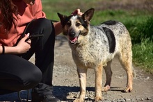 DAJANA, Hund, Mischlingshund in Slowakische Republik - Bild 7