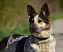 DAJANA, Hund, Mischlingshund in Slowakische Republik - Bild 8