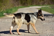DAJANA, Hund, Mischlingshund in Slowakische Republik - Bild 9