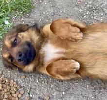 KIRO, Hund, Mischlingshund in Rumänien - Bild 1