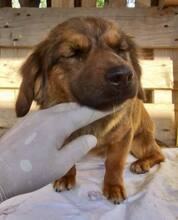 KIRO, Hund, Mischlingshund in Rumänien - Bild 10