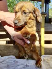 KIRO, Hund, Mischlingshund in Rumänien - Bild 11