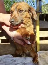 KIRO, Hund, Mischlingshund in Rumänien - Bild 12