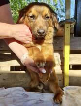 KIRO, Hund, Mischlingshund in Rumänien - Bild 13