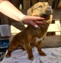 KIRO, Hund, Mischlingshund in Rumänien - Bild 14