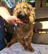 KIRO, Hund, Mischlingshund in Rumänien - Bild 15