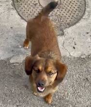 KIRO, Hund, Mischlingshund in Rumänien - Bild 2