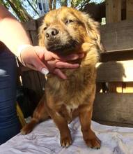 KIRO, Hund, Mischlingshund in Rumänien - Bild 4