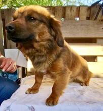 KIRO, Hund, Mischlingshund in Rumänien - Bild 6