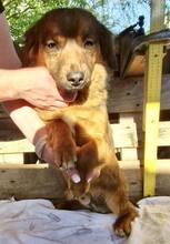 KIRO, Hund, Mischlingshund in Rumänien - Bild 7