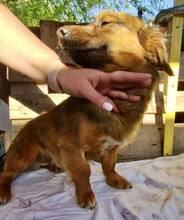 KIRO, Hund, Mischlingshund in Rumänien - Bild 8