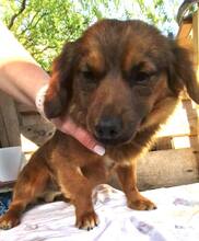 KIRO, Hund, Mischlingshund in Rumänien - Bild 9