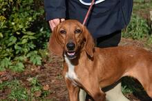 CLOTILDA, Hund, Mischlingshund in Italien - Bild 1