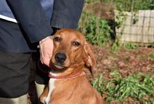 CLOTILDA, Hund, Mischlingshund in Italien - Bild 11