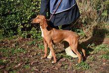 CLOTILDA, Hund, Mischlingshund in Italien - Bild 12