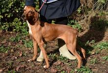 CLOTILDA, Hund, Mischlingshund in Italien - Bild 13