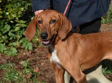 CLOTILDA, Hund, Mischlingshund in Italien - Bild 14