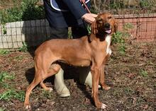 CLOTILDA, Hund, Mischlingshund in Italien - Bild 2