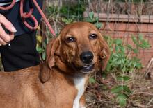 CLOTILDA, Hund, Mischlingshund in Italien - Bild 3