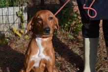 CLOTILDA, Hund, Mischlingshund in Italien - Bild 4
