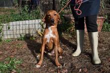 CLOTILDA, Hund, Mischlingshund in Italien - Bild 5