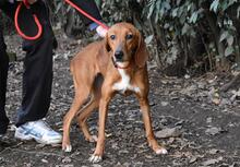 CLOTILDA, Hund, Mischlingshund in Italien - Bild 6