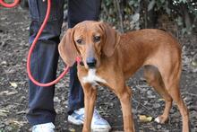 CLOTILDA, Hund, Mischlingshund in Italien - Bild 7